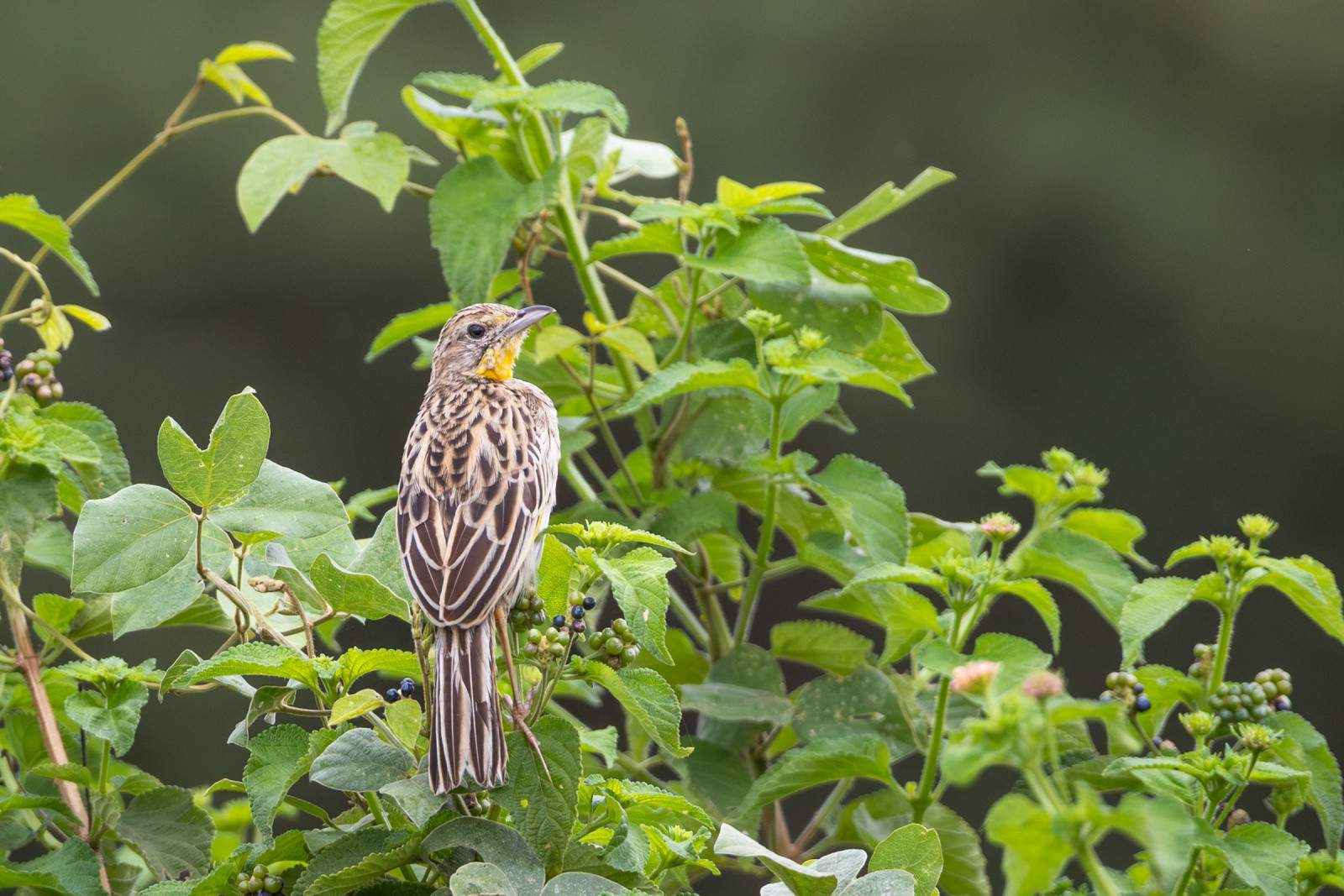 image Pangani Longclaw